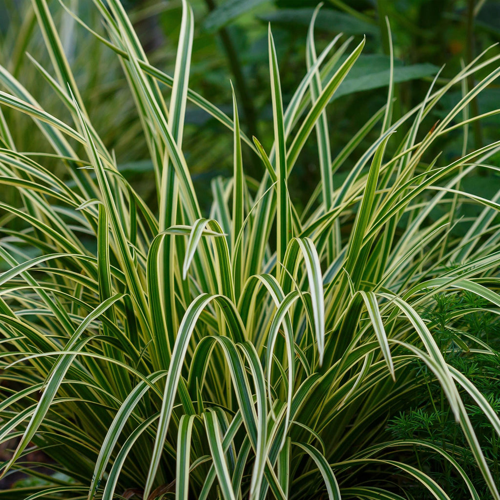 Siergrassen - Carex morrowii Ice Dance  - Wit & Groen - 2 Planten - Bladhoudend - Weinig Onderhoud - Pot 17cm Hoogte 50cm