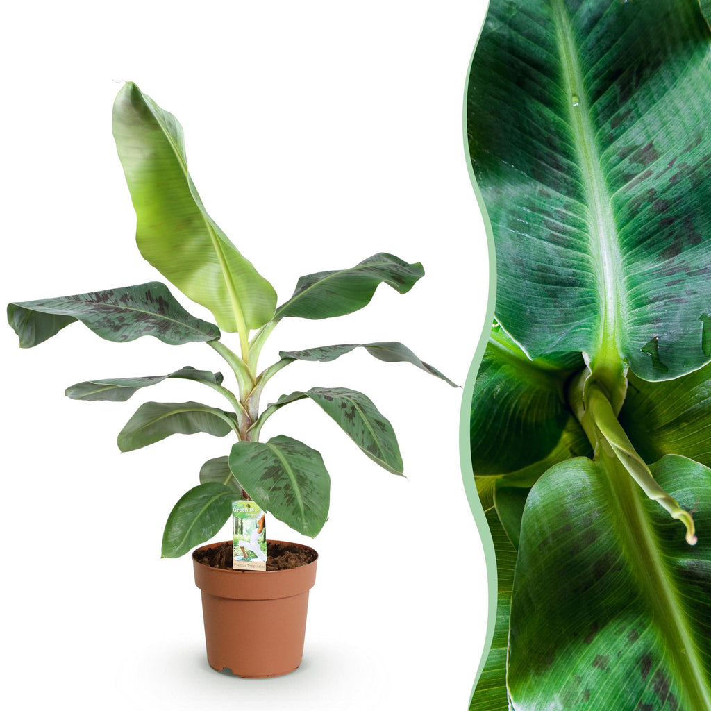 Green is... Kamerplanten - Musa acuminata Dwarf Cavendisch - Bananenplant - Weinig onderhoud - Groen - 1 Plant - Pot 21cm - Hoogte 70-75cm