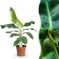 Green is... Kamerplanten - Musa acuminata Dwarf Cavendisch - Bananenplant - Weinig onderhoud - Groen - 1 Plant - Pot 21cm - Hoogte 70-75cm