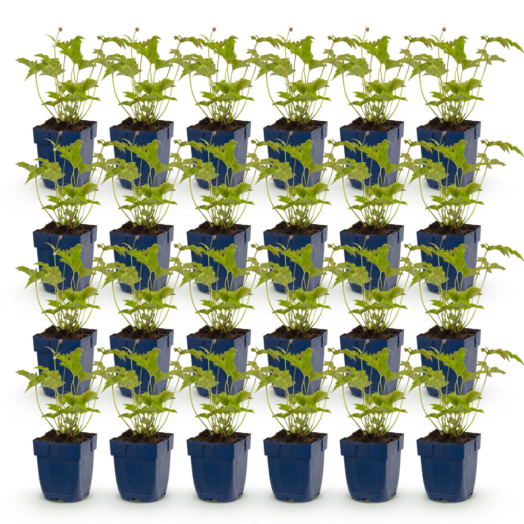 Vasteplant - Anemone hybr. Hon. Jobert - Herfst Anemoon - Schaduw - Wit - 24 Planten - Pot 11cm - Hoogte 15-25cm