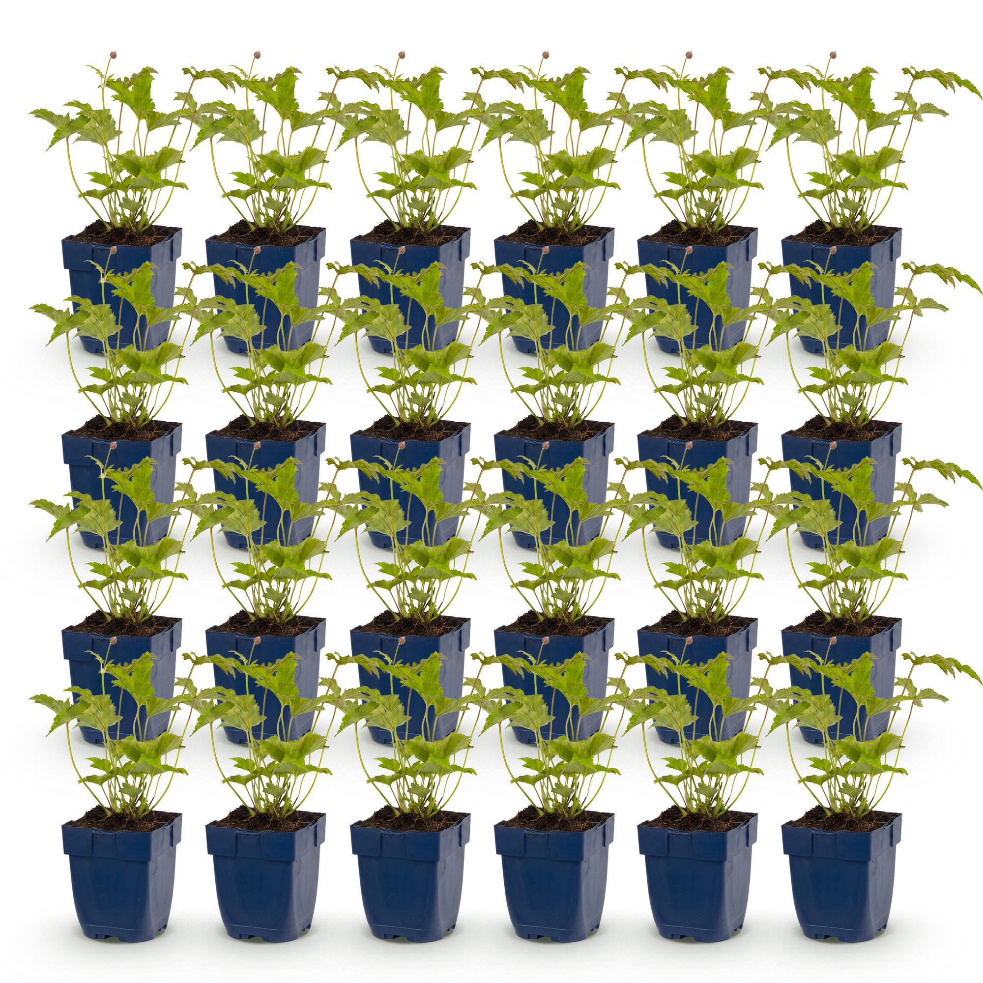 Vasteplant - Anemone hybr. Hon. Jobert - Herfst Anemoon - Schaduw - Wit - 24 Planten - Pot 11cm - Hoogte 15-25cm