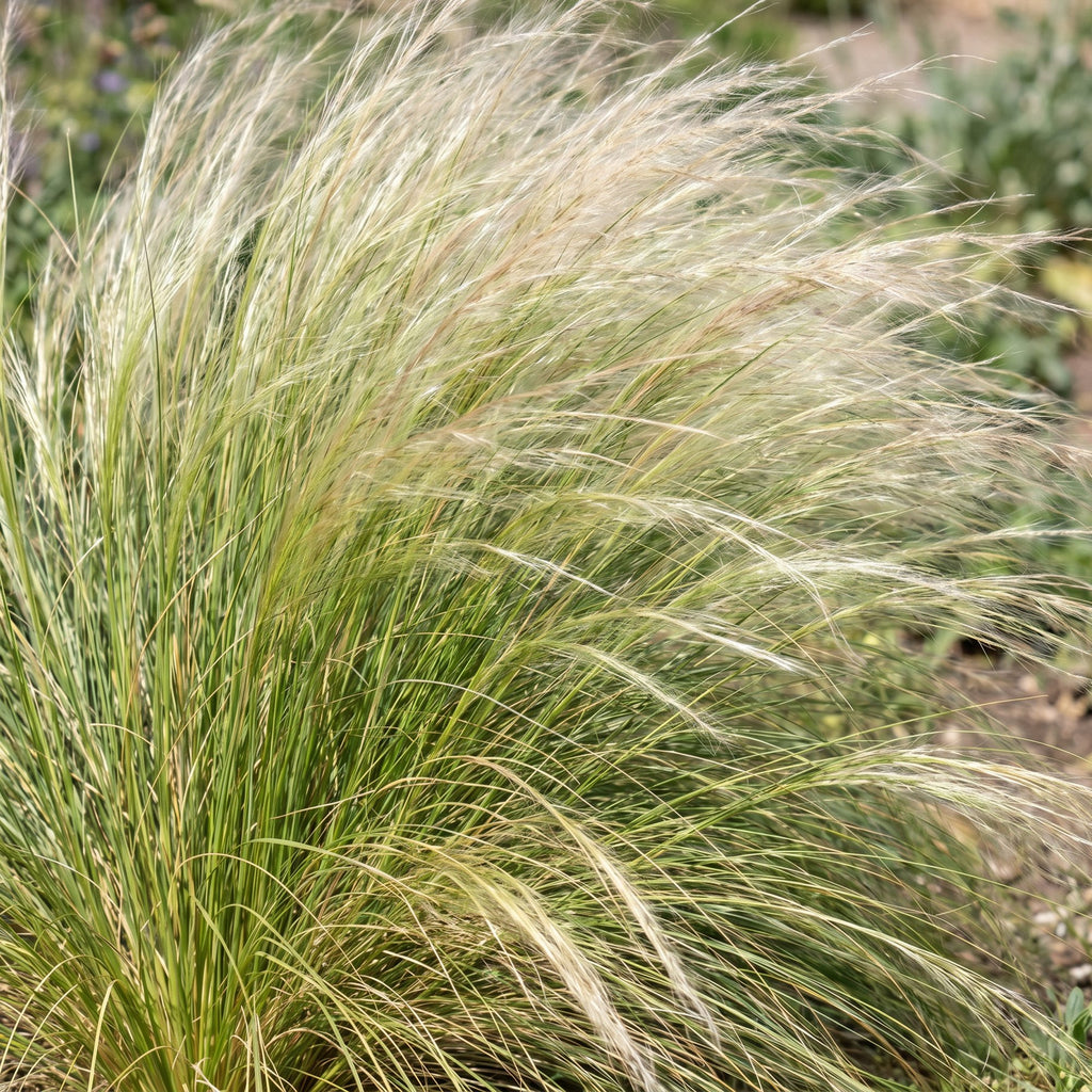 Grassen - Stipa tenuissima Ponytails - Vedergras - Groenblijvend - Groen - 24 Planten - Pot 11cm - Hoogte 15-25cm