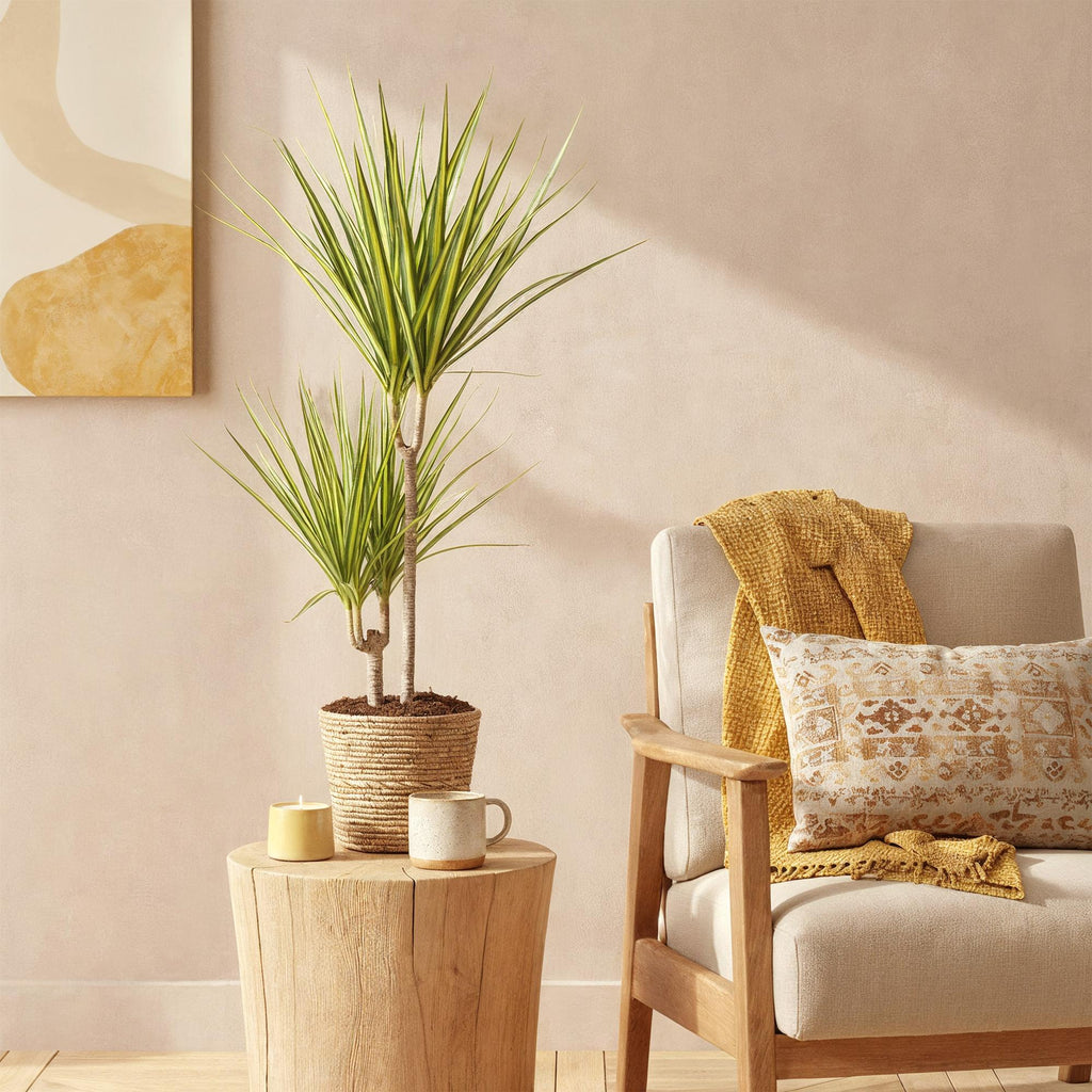 Green is... Kamerplanten - Dracaena Sunray - Drakenbloedboom - Weinig onderhoud - Groen - 1 Plant - Pot 17cm - Hoogte 70-75cm