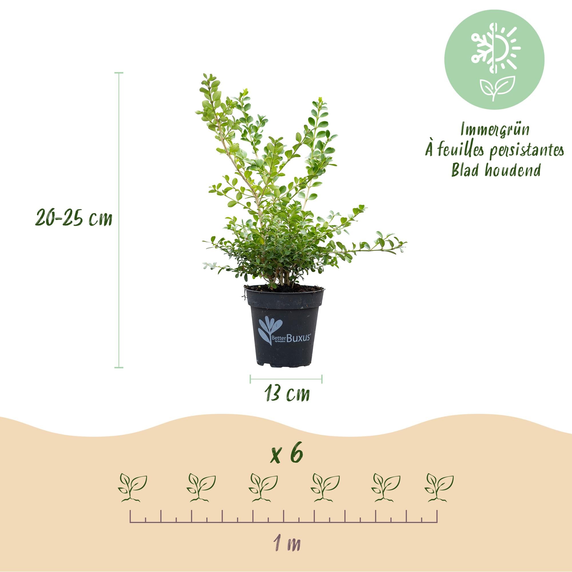Buxus Haag - BetterBuxus Babylon Beauty - Resistant tegen de Buxus schimmel - 12 planten - 2 strekkende meter - pot 13cm hoogte 30-35