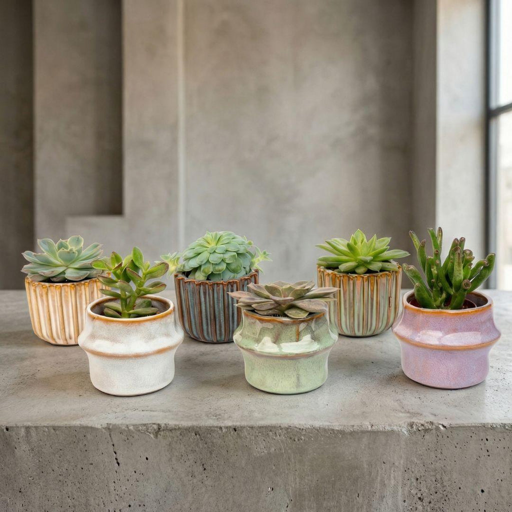 Succulenten Set van 6 in Keramische Mini Potjes Barcelona -  ↑ 8–12 cm
