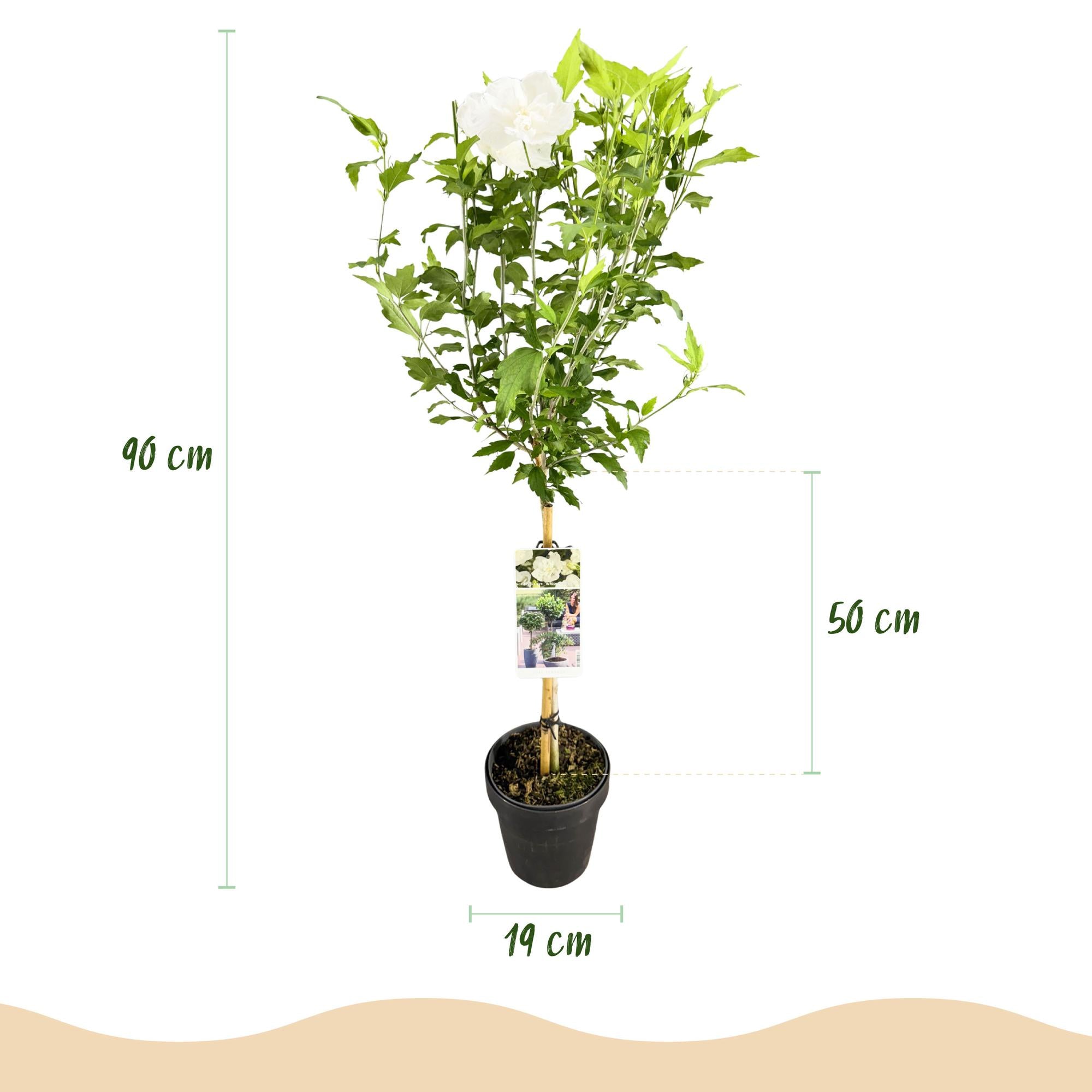 Plant op Stam - Hibiscus syriacus White Chiffon® - Terras Plant - Bladverliezend - Winterhard - Witte Bloem - Pot 19cm Hoogte 90cm