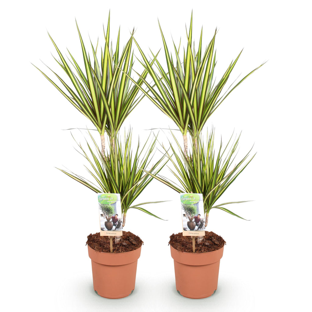 Green is... Kamerplanten - Dracaena Sunray - Drakenbloedboom - Weinig onderhoud - Groen - 2 Planten - Pot 17cm - Hoogte 70-75cm