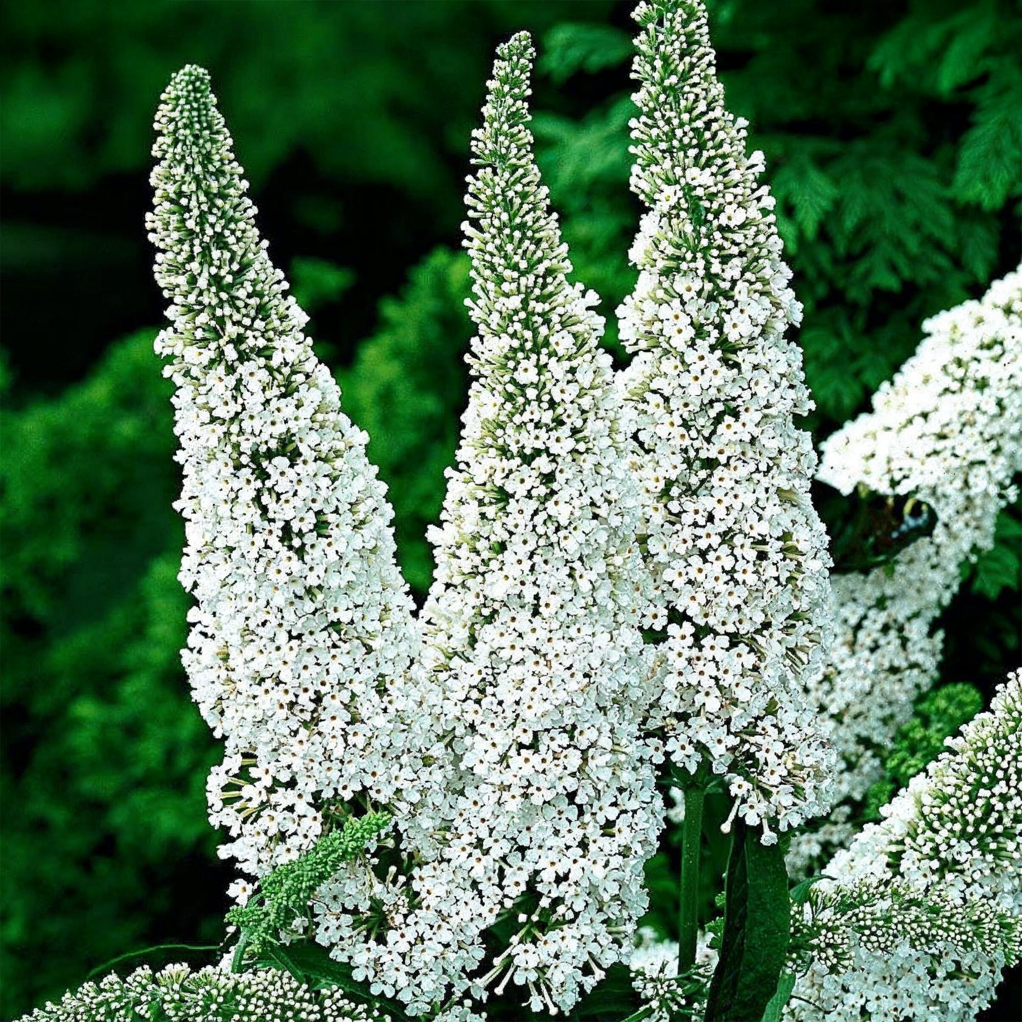 Tuinplant - Buddleja davidii White Profusion - Vlinderstruik - Winterhard - Wit - 3 Planten - Pot 17cm - Hoogte 45cm