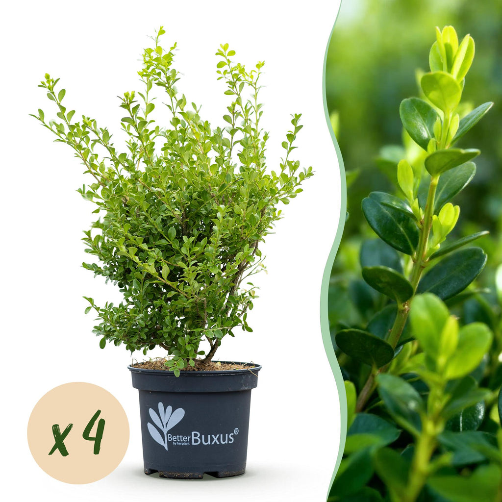 Buxus Haag - BetterBuxus Babylon Beauty - Resistant tegen de Buxus schimmel - 4 planten - 1 strekkende meter - pot 19cm hoogte 50-55