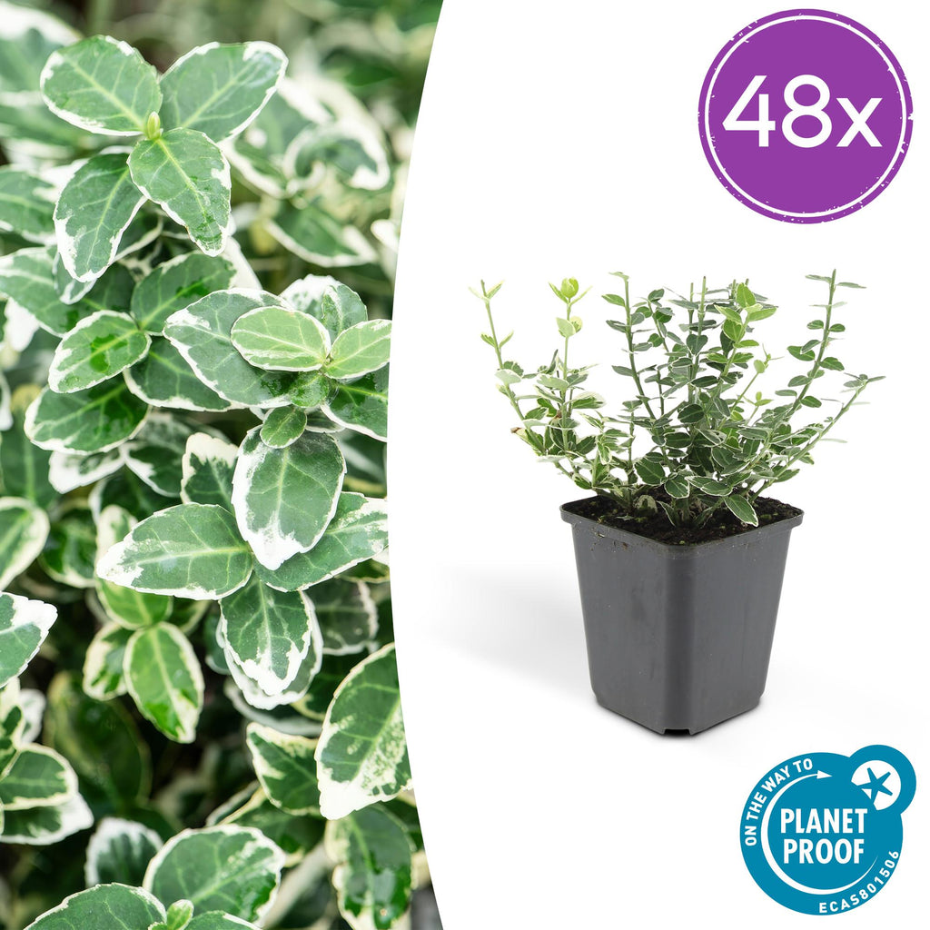 48x Euonymus fort. 'Emerald Gaiety' - ↕10-25cm - Ø9cm