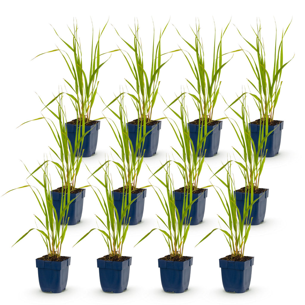 Grassen - Molinia caer. Heidebraut - Pijpestrootje - Met Pluim - Groen - 12 Planten - Pot 11cm - Hoogte 15-25cm