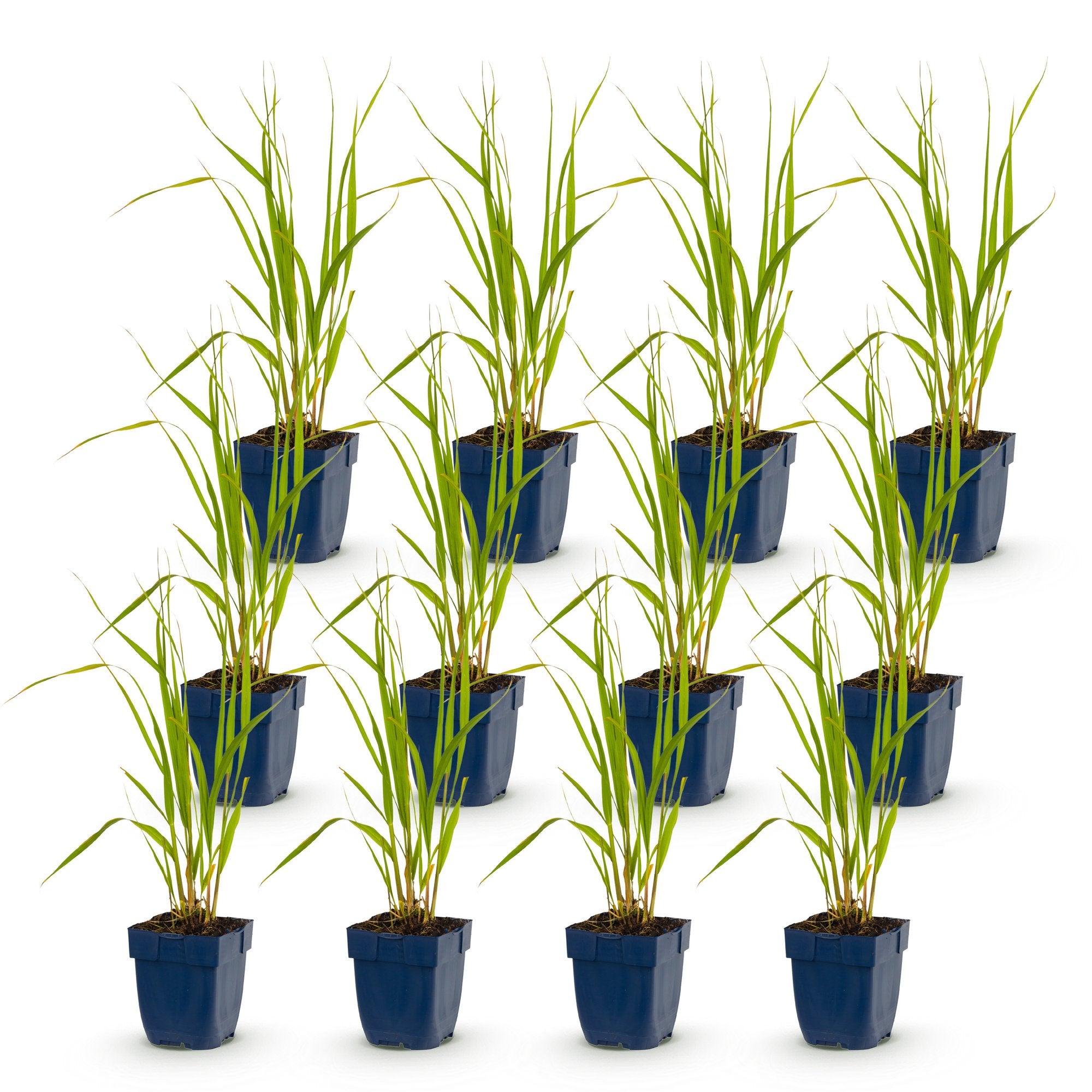 Grassen - Molinia caer. Heidebraut - Pijpestrootje - Met Pluim - Groen - 12 Planten - Pot 11cm - Hoogte 15-25cm