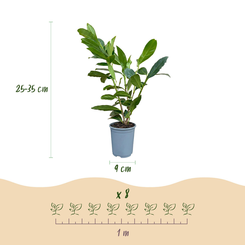 24x Prunus laur. Caucasica - Laurierkers - Haagplanten - Groenblijvend - Groen - Pot 9cm - Hoogte 25-35cm