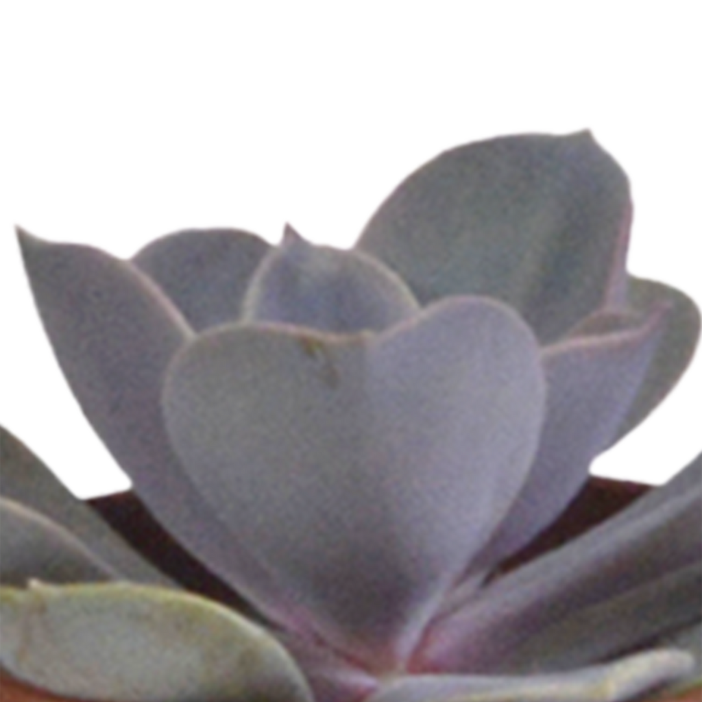Vetplanten mix 5.5 cm - 5x - in witte pot