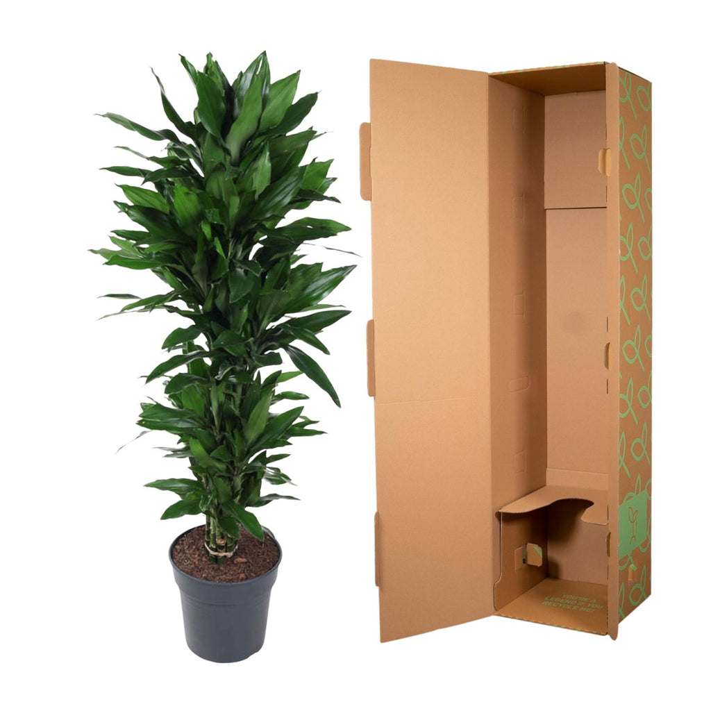 Dracaena Janet Lind vertakt - 120 cm - ø27