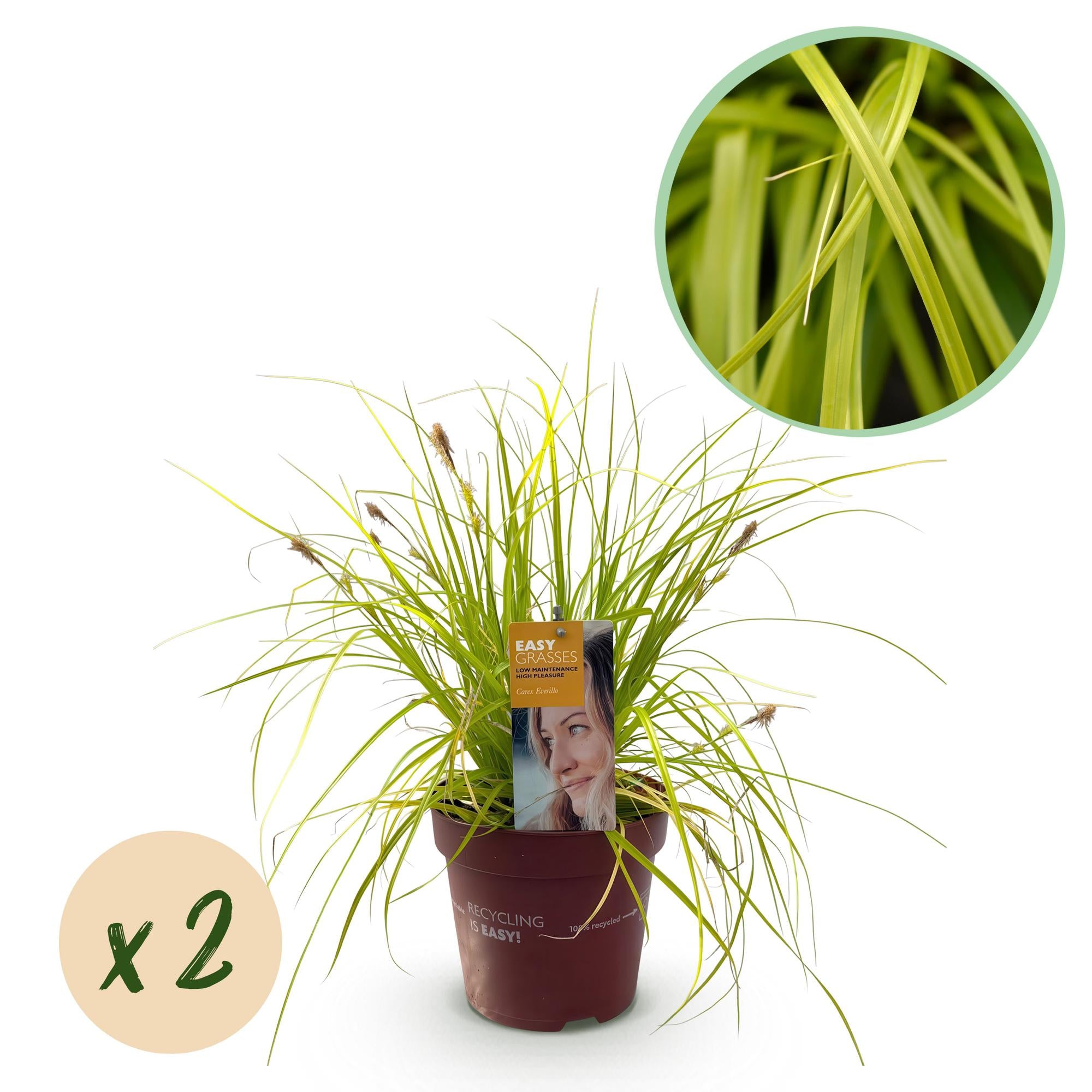 Siergrassen -  Carex oshimensis Everillo - Geel - 2 Planten - Bladhoudend - Weinig Onderhoud - Pot 17cm Hoogte 50cm