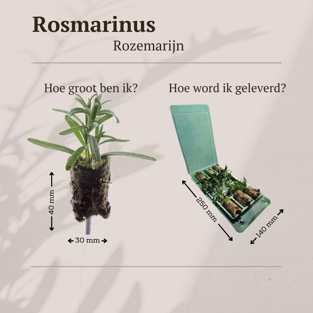 Rosmarinus – 6 Pluggen | Kweek & Geniet van Geurende Rozemarijn