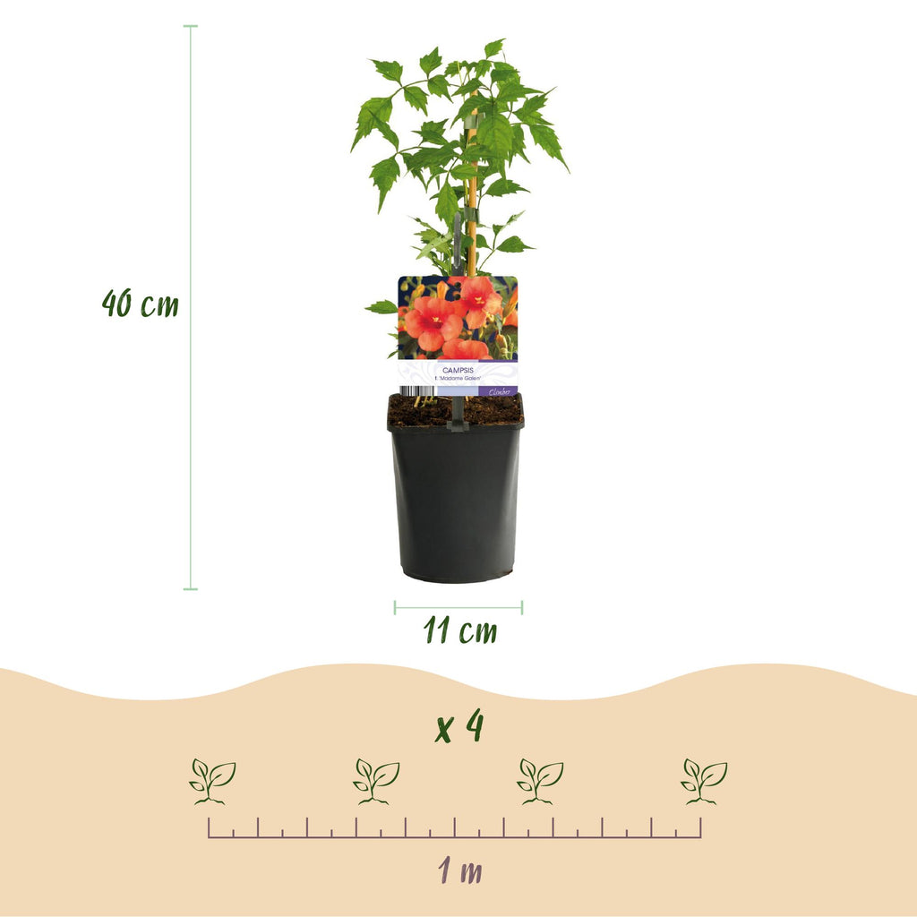 Trompetbloem - Campsis radicans Madame Galen - Bloem Oranje - Weinig onderhoud - 2 planten - Pot 11cm Hoogte 40cm