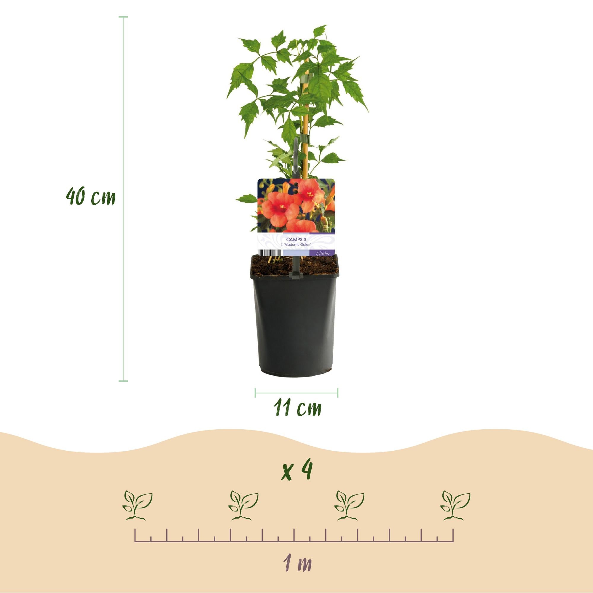 Trompetbloem - Campsis radicans Madame Galen - Bloem Oranje - Weinig onderhoud - 2 planten - Pot 11cm Hoogte 40cm