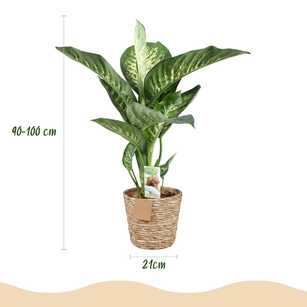 Green is... Kamerplanten - Diefenbachia Tropic Snow - Dieffenbachia - Weinig onderhoud - met mand - Groen - 1 Plant - Pot 21cm - Hoogte 90-100cm