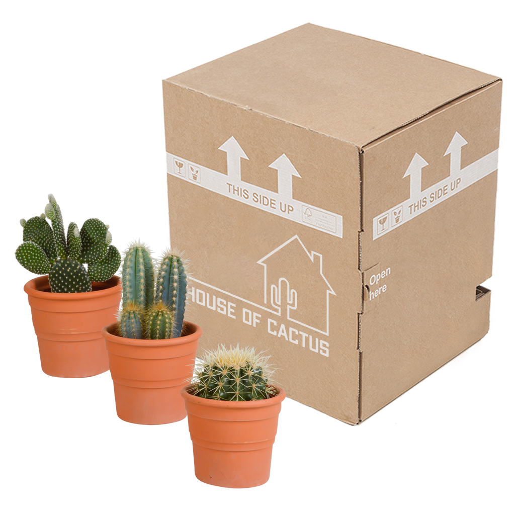 Cactus mix 10.5 cm - in terracotta pot - 3x