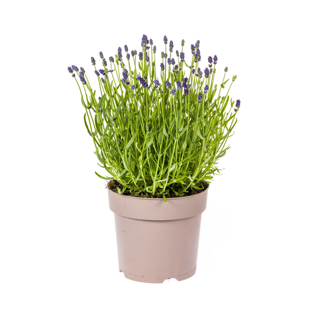 Lavandula Angustifolia Ø19cm - ↕40 - 50cm