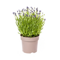 Lavandula Angustifolia Ø19cm - ↕40 - 50cm
