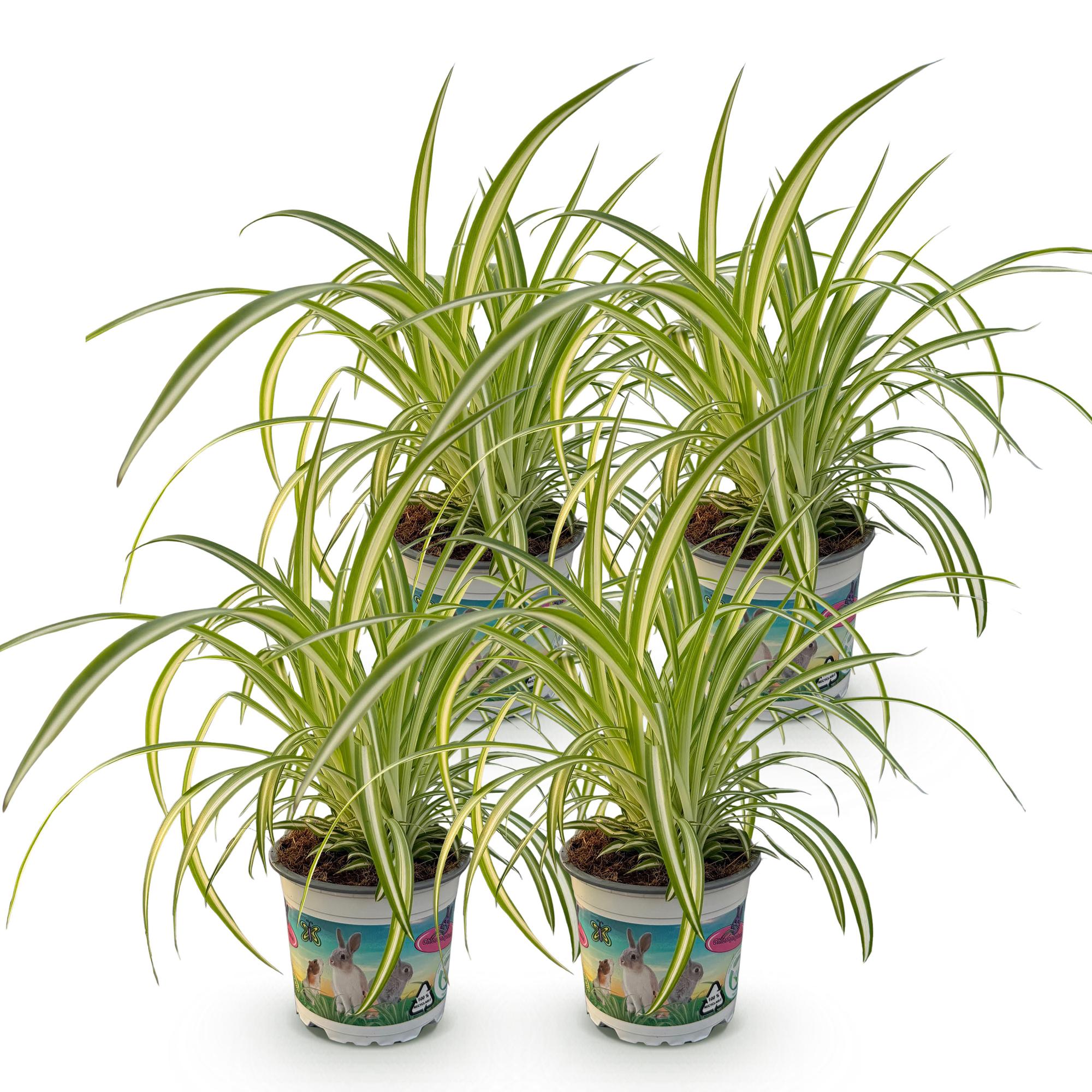 Kamerplant - Chlorophytum comosum Variegatum - Kattengras - Huisdiervriendelijk - Bont - 4 Planten - Pot 12cm - Hoogte 25-30cm