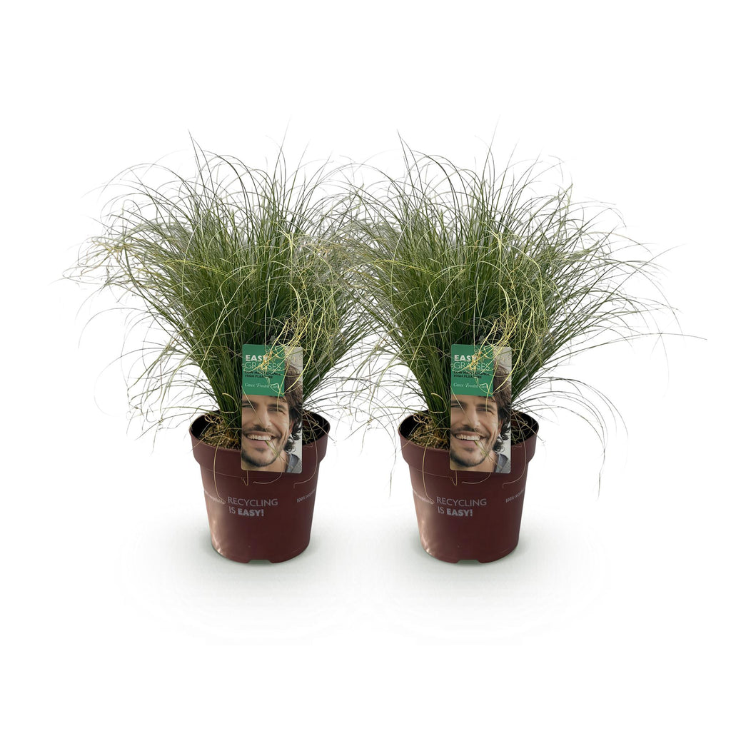 Siergrassen - Carex comans Frosted Curls - Groen - 2 Planten - Bladhoudend - Weinig Onderhoud - Pot 17cm Hoogte 50cm