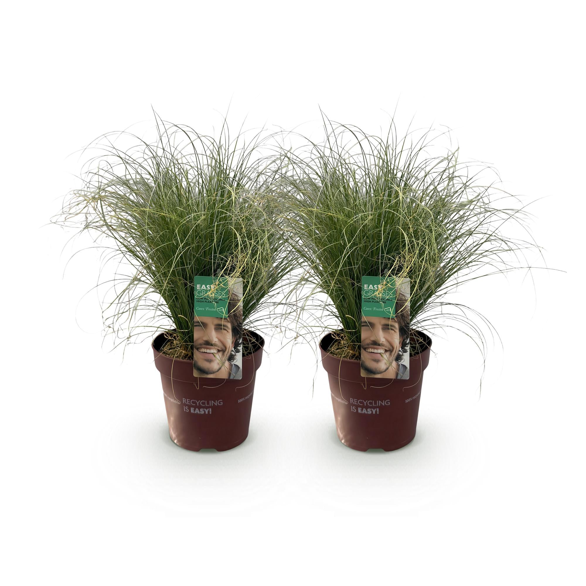 Siergrassen - Carex comans Frosted Curls - Groen - 2 Planten - Bladhoudend - Weinig Onderhoud - Pot 17cm Hoogte 50cm