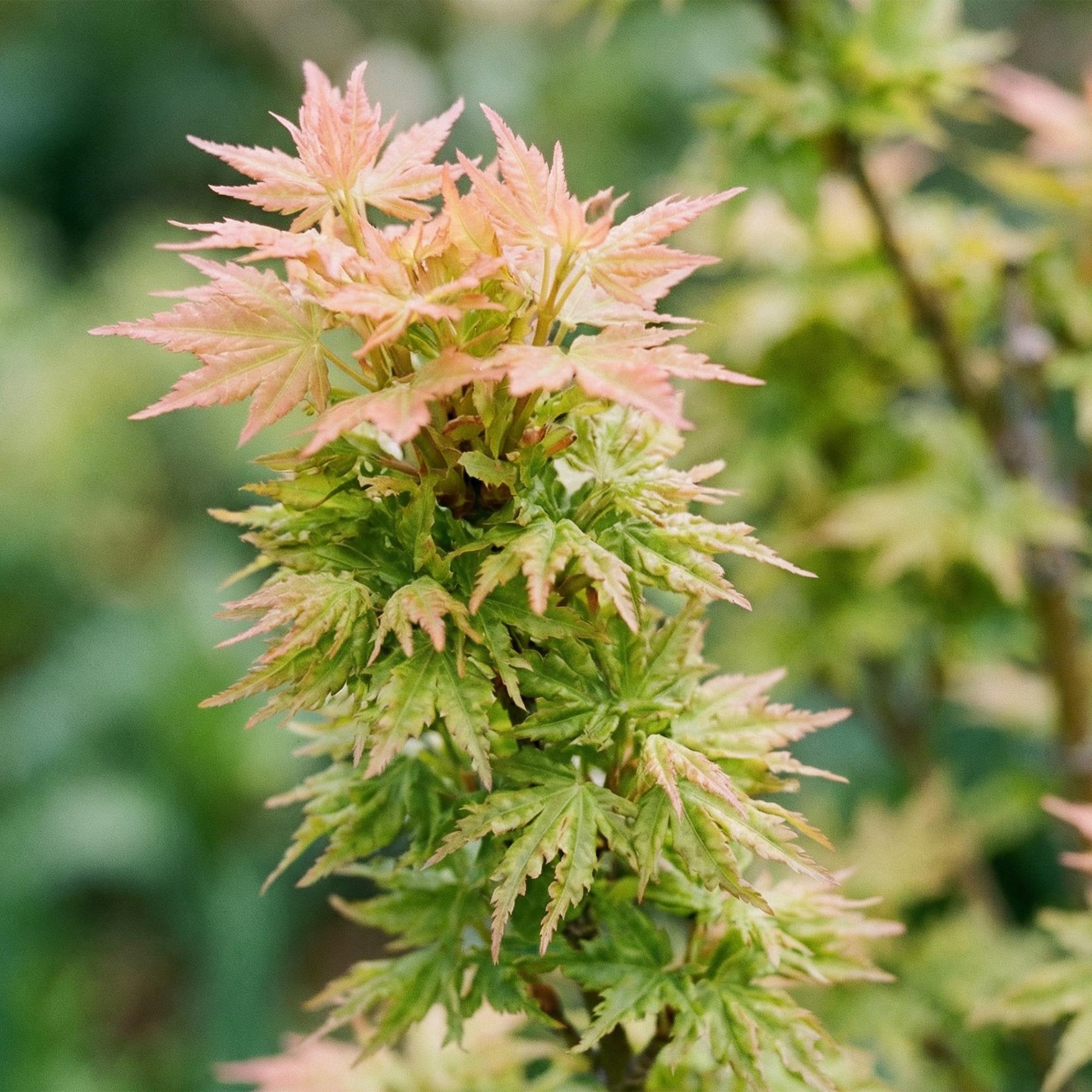 Tuinplant - Acer palmatum Koto Hime - Japanse Esdoorn - Bladverliezend - Groen - 1 - Pot 26cm - Hoogte 90cm