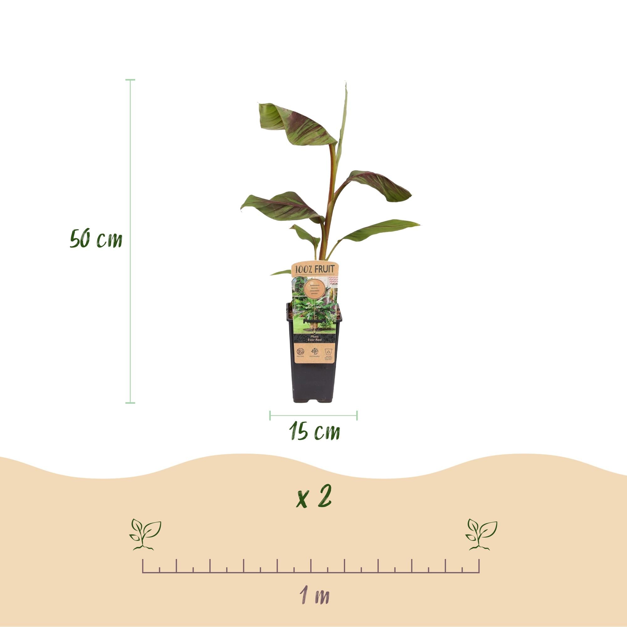 Fruitplant - Musa Ever Red - Bananenboom - Winterhard - Groen-Rood - 2 Planten - Pot 15cm - Hoogte 50cm