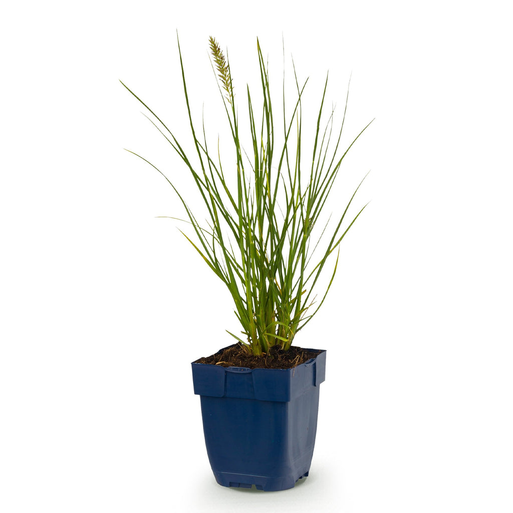 Grassen - Pennisetum alop. Little Bunny - Lampenpoetsergras - Met Pluim - Groen - 1 Plant - Pot 11cm - Hoogte 15-25cm