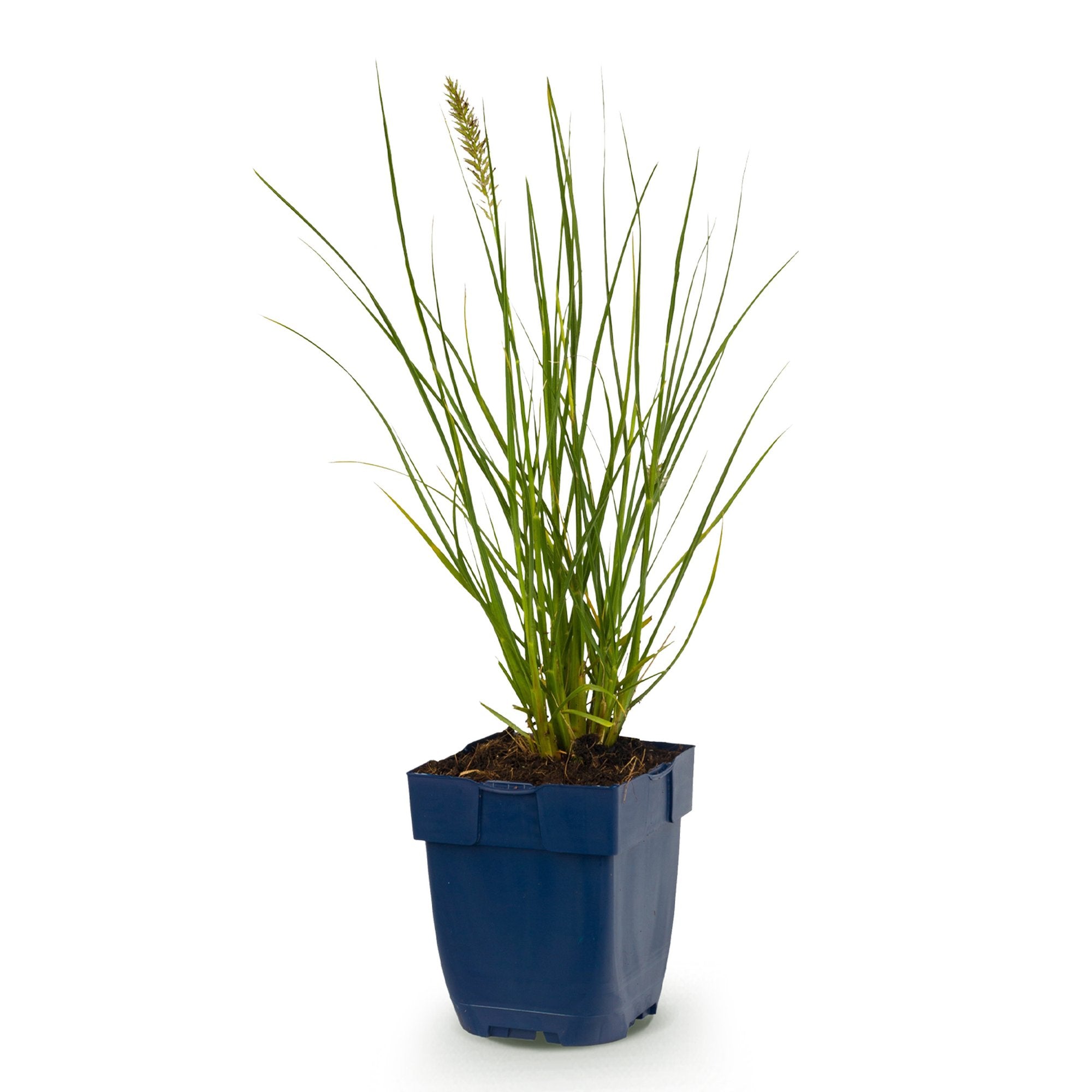 Grassen - Pennisetum alop. Little Bunny - Lampenpoetsergras - Met Pluim - Groen - 1 Plant - Pot 11cm - Hoogte 15-25cm