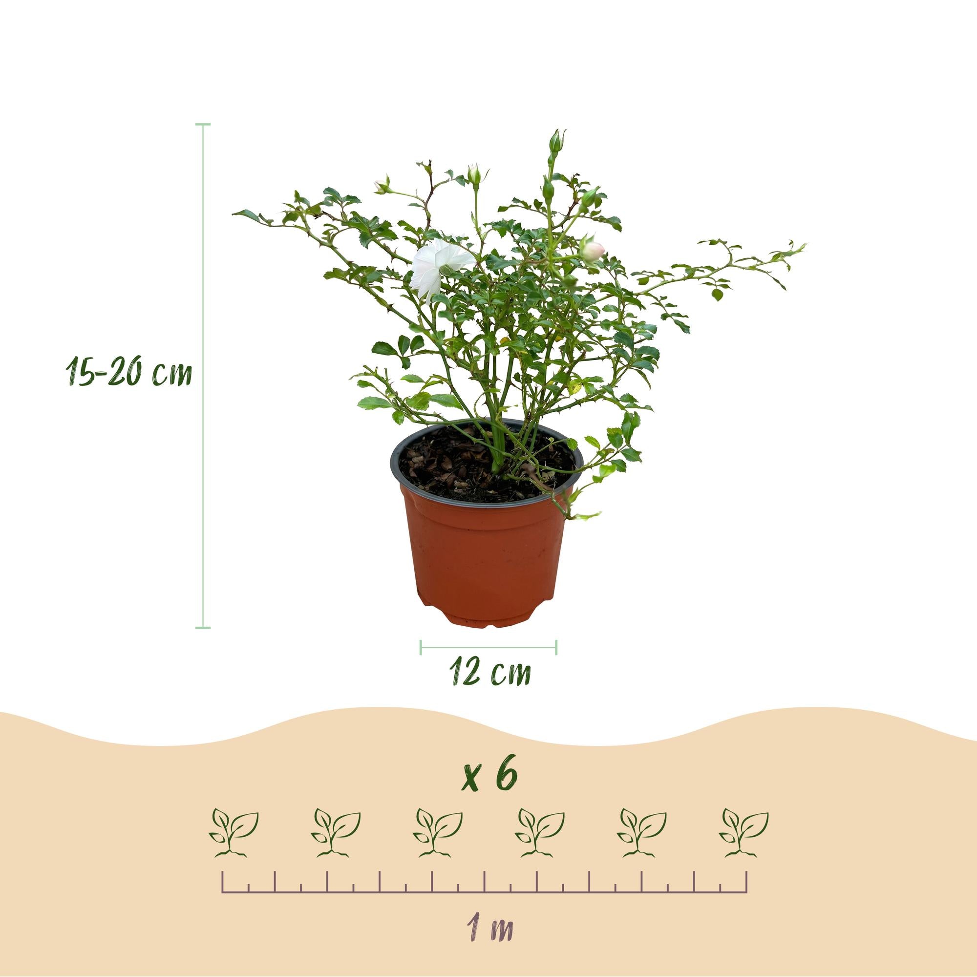 Tuin Roos - Rosa White Fairy - Roos - Winterhard - Wit - 3 Planten - Pot 12cm - Hoogte Hoogte 20-25cm