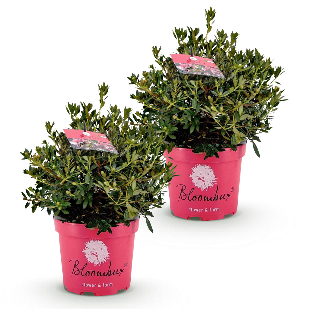 Dwerg Rhododendron - Rhododendron Bloombux Magenta - Bloeiende Buxus - Weinig Onderhoud - Roze Bloem - 2 Planten - Pot 23cm - Hoogte 45-55cm
