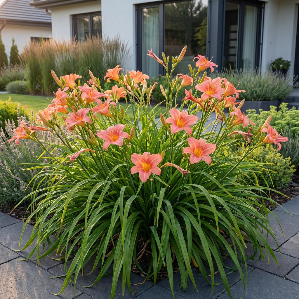Vasteplant - Hemerocallis Pink Damask - Daglelie - Bijen en Vlinderlokkers - Roze - 12 Planten - Pot 11cm - Hoogte 15-25cm
