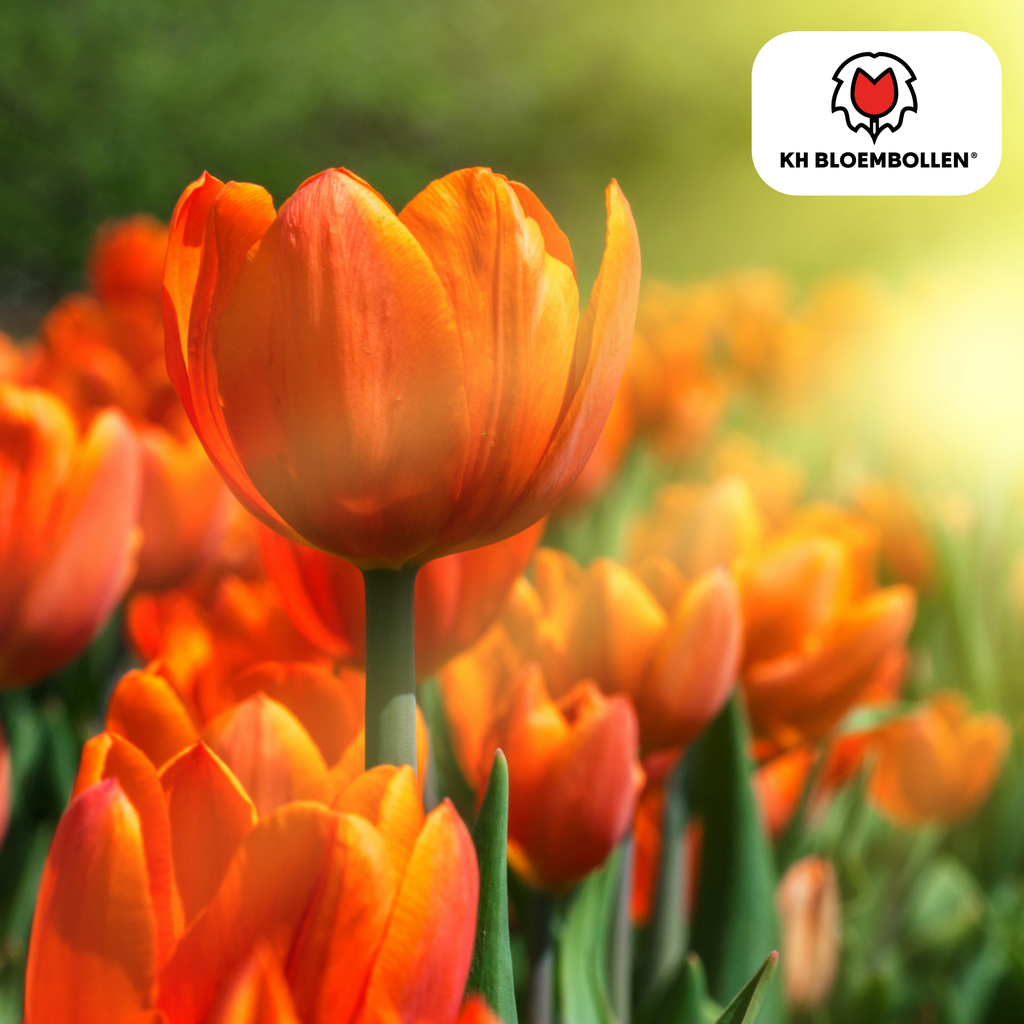 Tulpenbollen Icoon – 20 Stuks | KH Bloembollen® | Oranje Dubbelbloemige Tulp – Vol, Warm & Opvallend – Voor Tuin of Pot – Maat 11/12 – Vers van de Teler