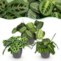 Kamerplant - Marantha Silverband, Marantha Lemon Lime Marantha Kerchoveana - Gebedsplant - Huisdiervriendelijke Plant - Groen - 3 Planten - met Potter Grijs - Pot 12cm - Hoogte 25cm