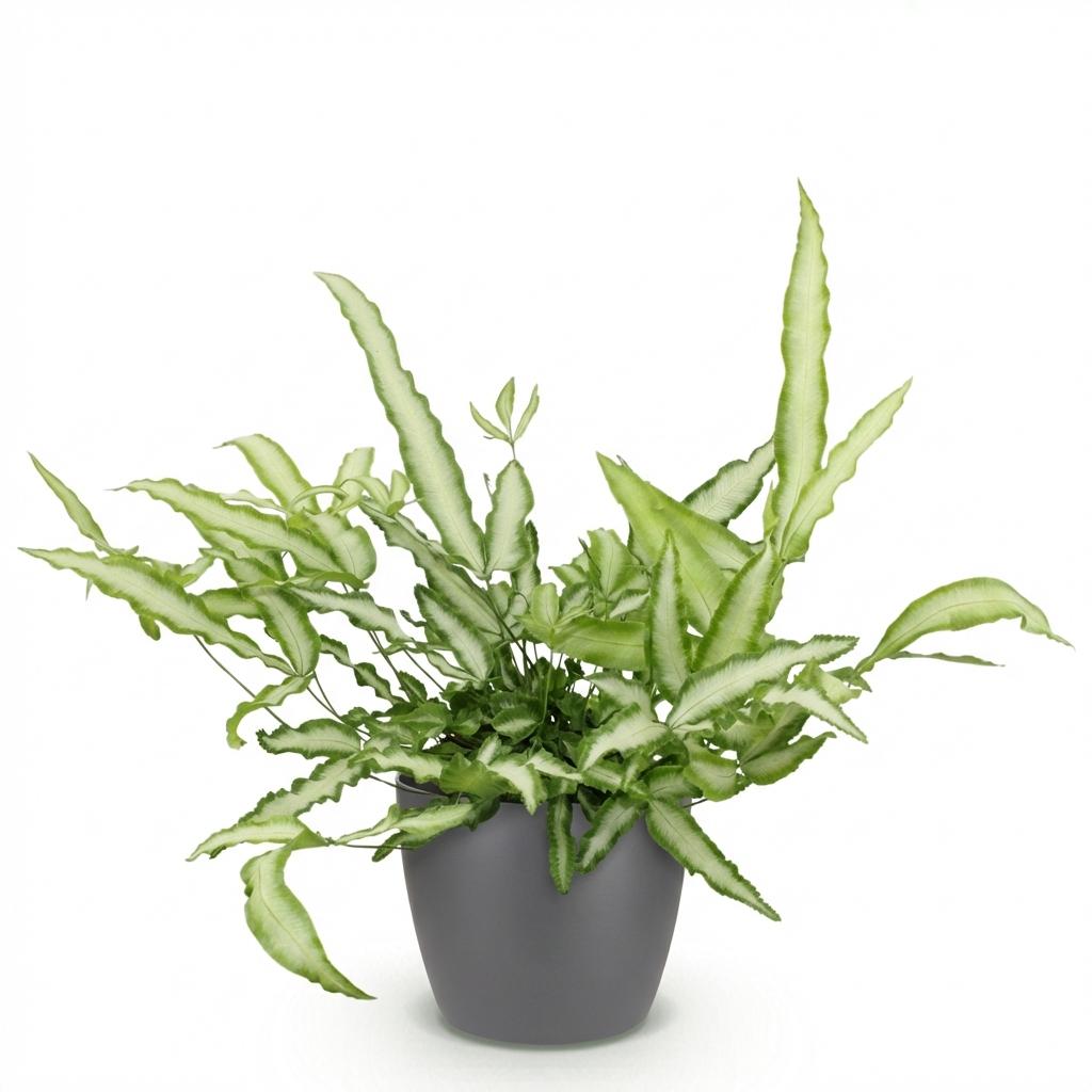 Kamerplant - Pteris cretica Albolineata - Lintvaren - Huisdiervriendelijke Plant - Groen - 1 Plant - met Potter Grijs - Pot 12cm - Hoogte 20cm
