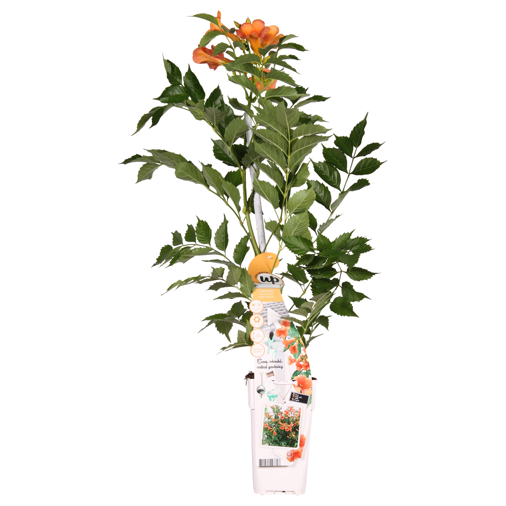 Campsis Indian Summer - Trompetbloem Oranje - Ø15cm - ↕65cm - Ø15 - ↨65cm