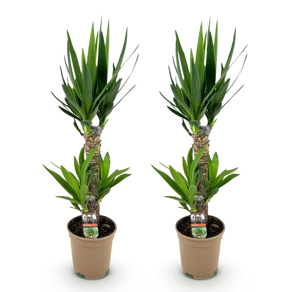 Kamerplant - Yucca elephantipes - Yucca - Weinig onderhoud - Groen - 2 - Pot 17cm - Hoogte 75cm