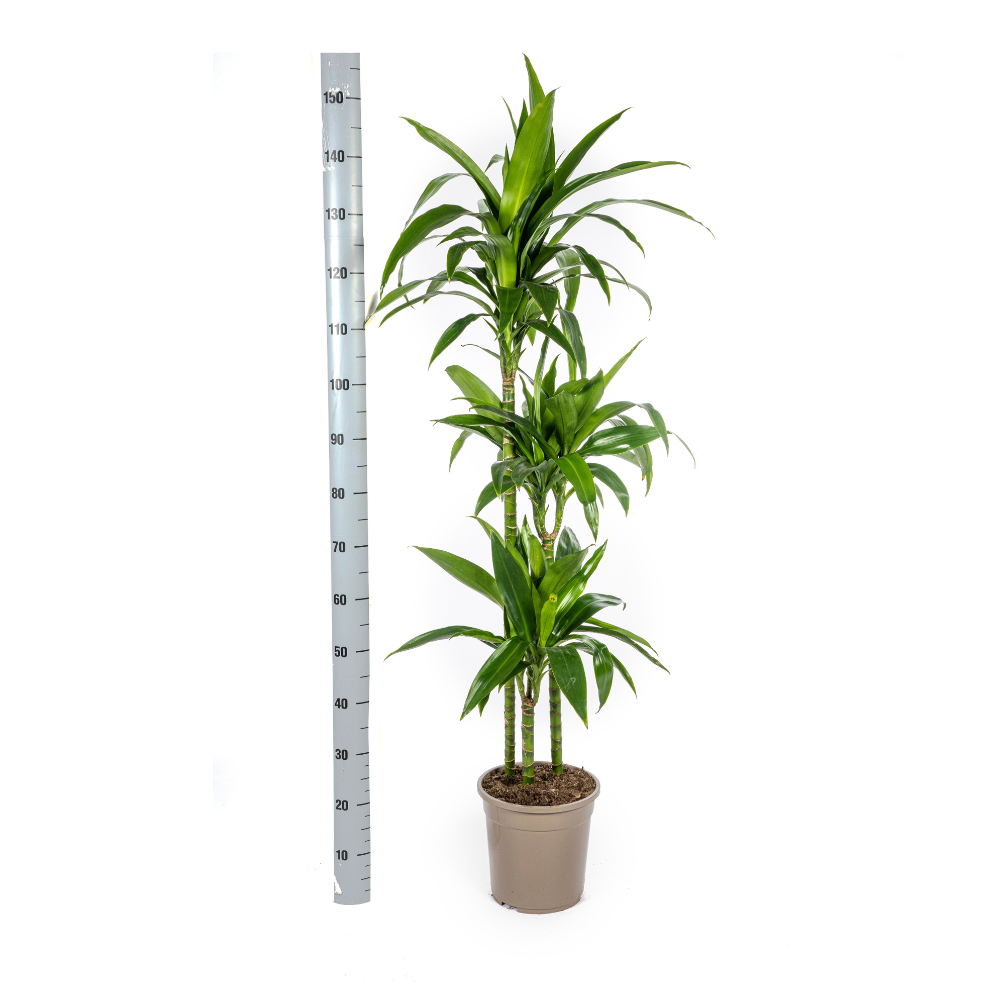 Dracaena Deremensis Lisa Ø24cm - ↕130 - 150cm