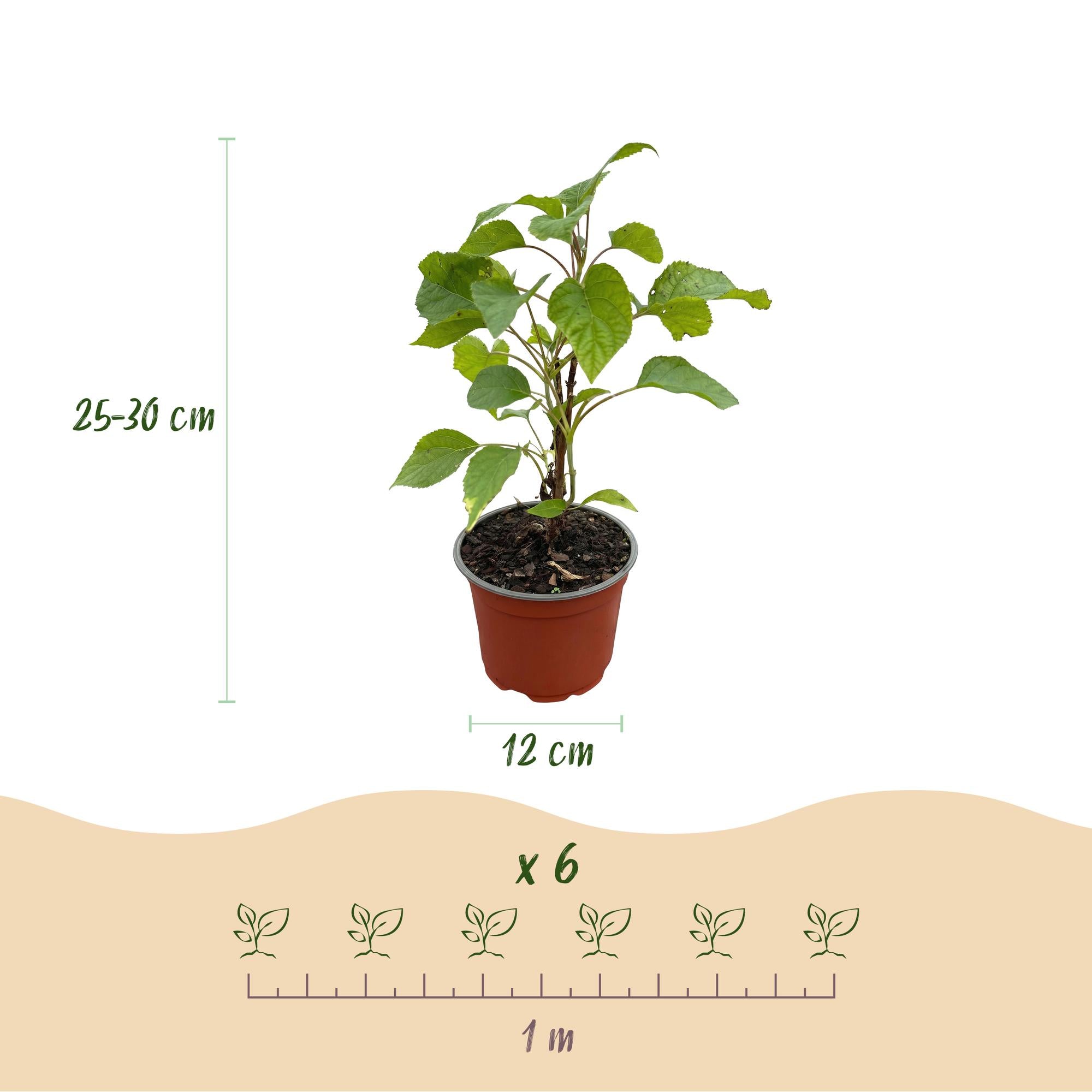 Tuinplant - Hydrangea arborescens Annabelle - Pluimhortensia - Winterhard - Wit - 3 Planten - Pot 12cm - Hoogte Hoogte 20-30cm
