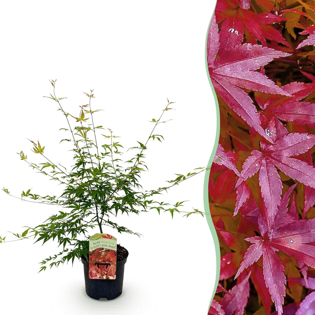 Terrasplant - Japanse Esdoorn - Acer palmatum Pink Dwarf - Roze - 1 Plant - Bladverliezend - Pot 19cm Hoogte 70cm