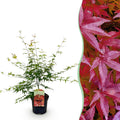 Terrasplant - Japanse Esdoorn - Acer palmatum Pink Dwarf - Roze - 1 Plant - Bladverliezend - Pot 19cm Hoogte 70cm