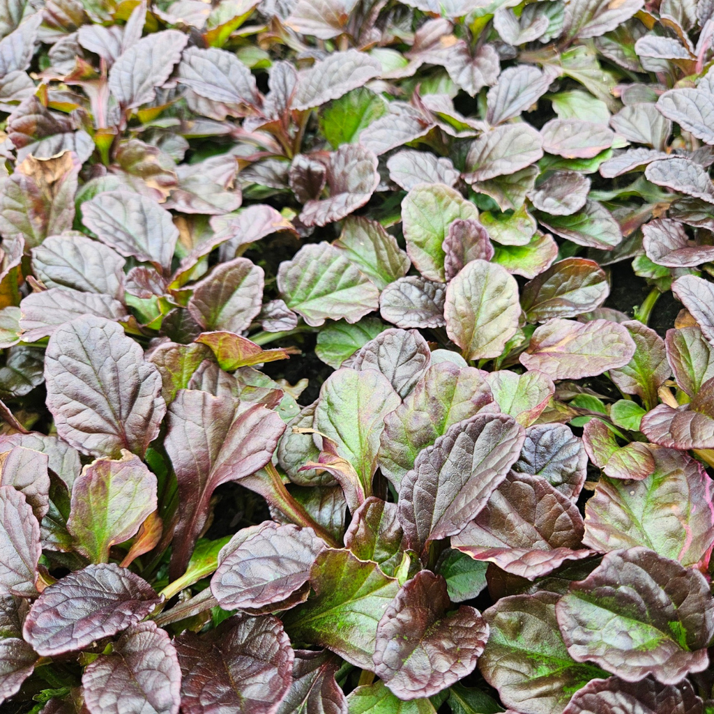 Ajuga Reptans – 6 Pluggen | Zelf Kweken & Genieten van een Prachtige Bodembedekker!