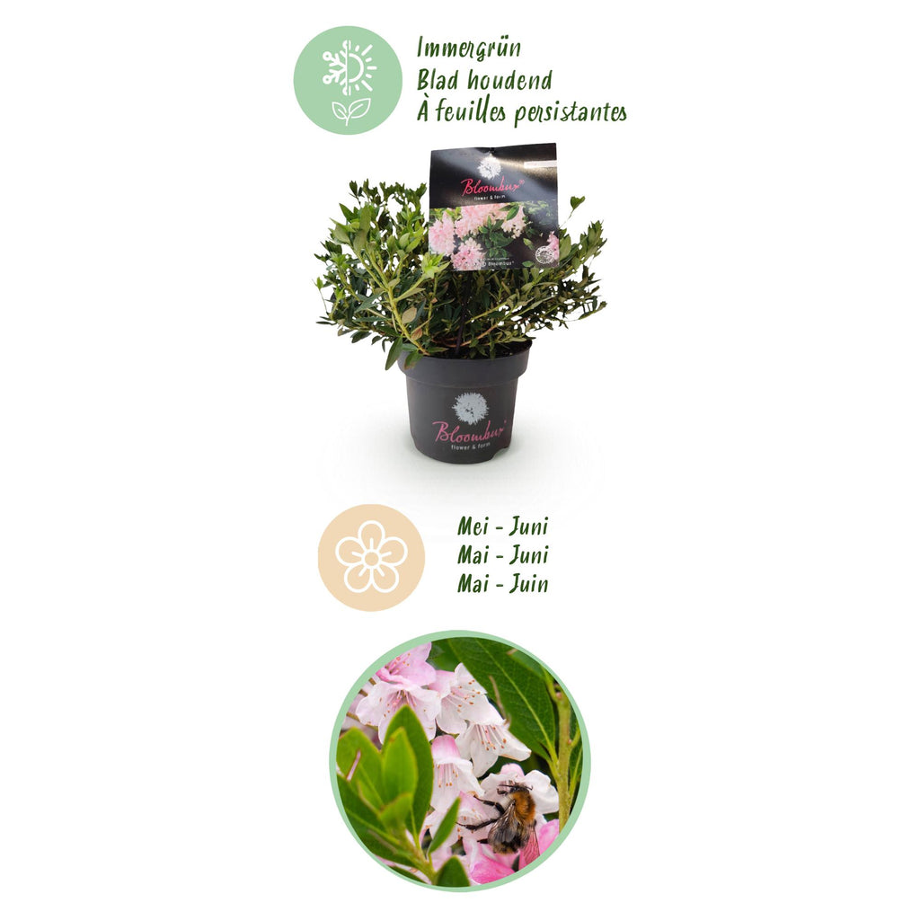 Dwerg Rhododendron - Rhododendron Bloombux Light Pink - Bloeiende Buxus - Weinig Onderhoud - Licht Roze Bloem - 1 Plant - Pot 17cm - Hoogte 30-40cm