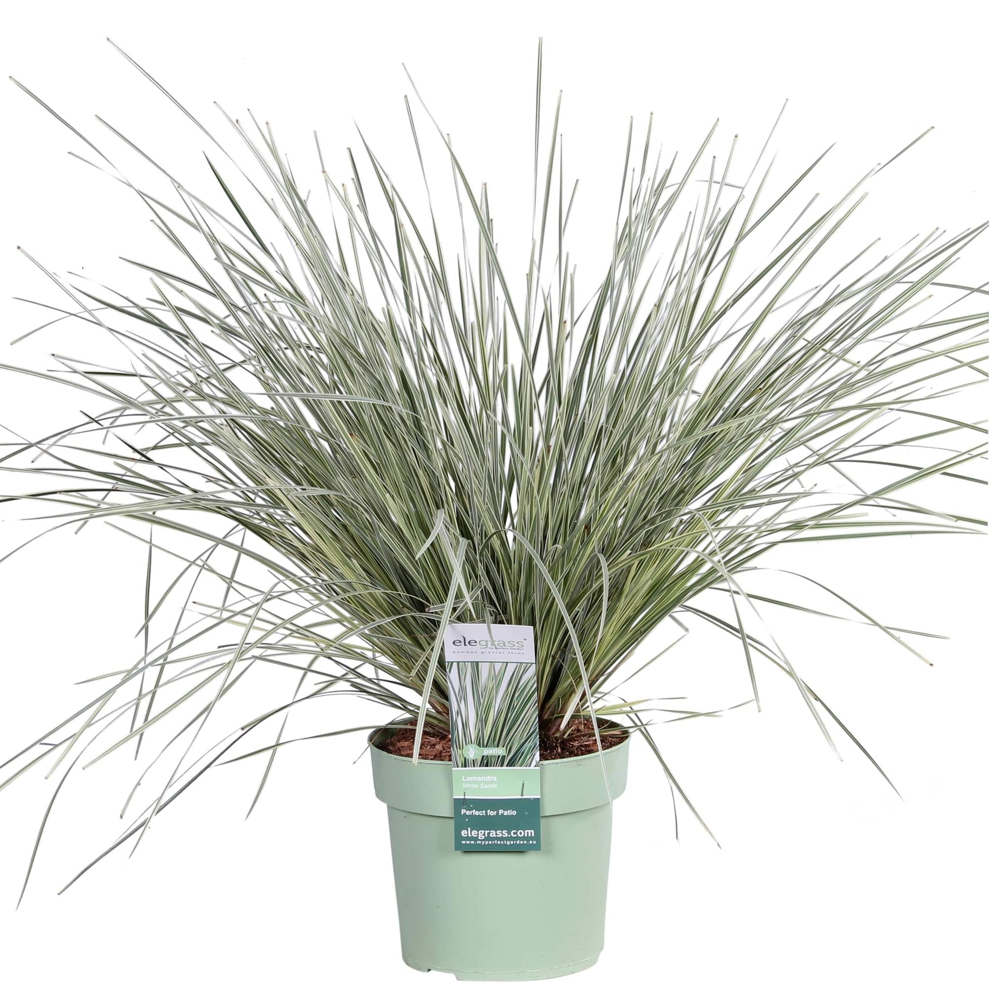 Lomandra longifolia 'White Sands' - Ø19cm - ↕40cm