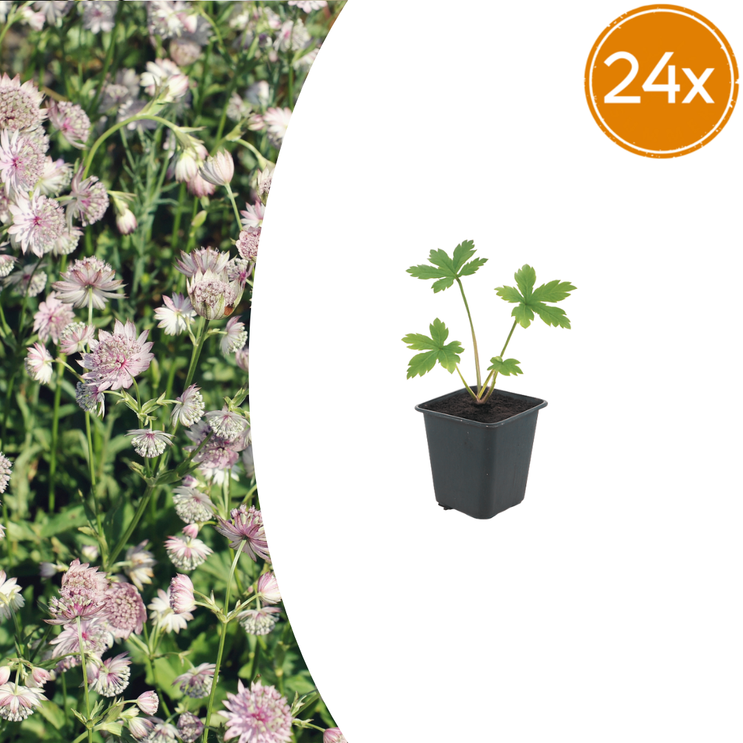 24x Astrantia major - ↕10-25cm - Ø9cm